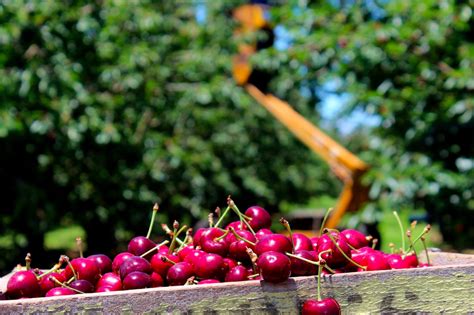 meet me in the orchard .